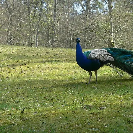 Lägenhet De La Foret Coye-la-Forêt